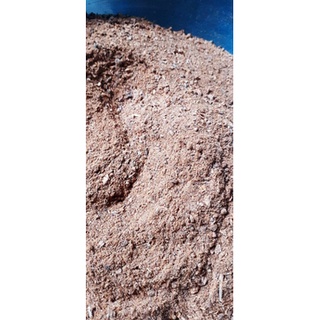 700gram hạt gáo vàng giống