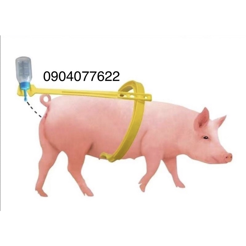 Đai phối tinh cho heo - đai trợ phối - đai phối heo