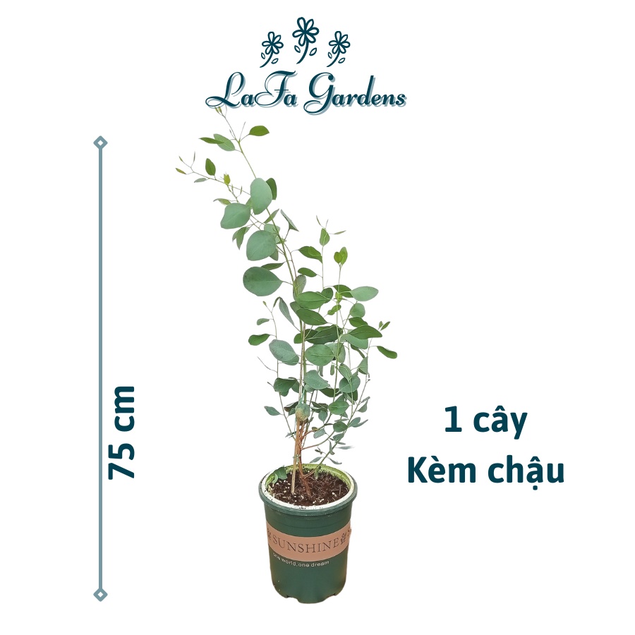 Chậu cây lá bạc silver dollar, Cây khuynh diệp LAFA GARDEN