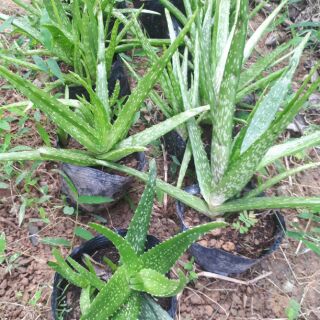 Cây giống nha đam mỹ
