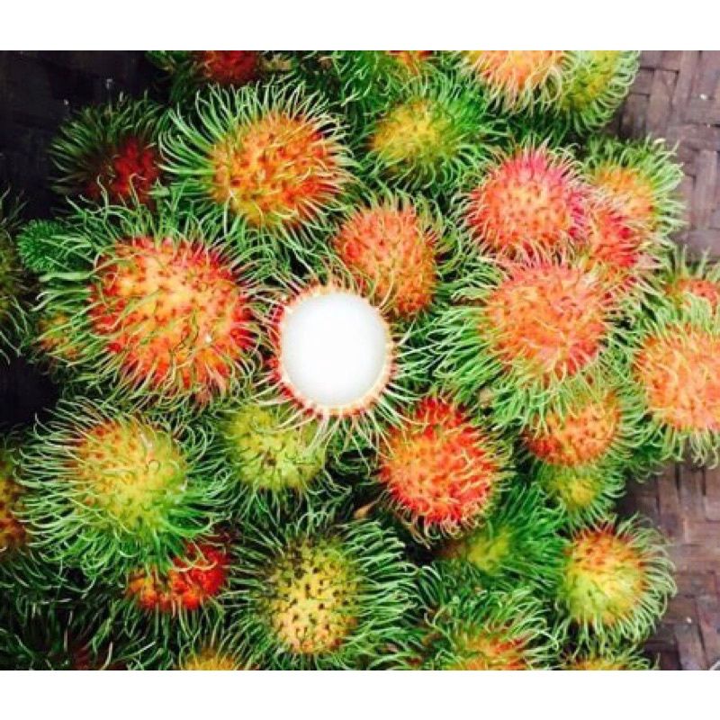 Cây giống Chôm Chôm Thái chuẩn