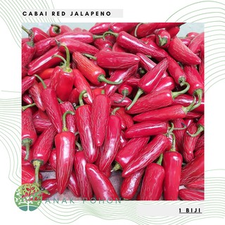 Hạt giống - hạt ớt đỏ jalapeno ớt 15h