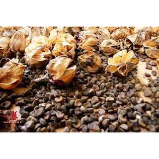 Hạt giống Bụp Giấm (Atiso Đỏ) gói 20 hạt