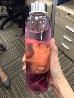 Bình detox 500ml