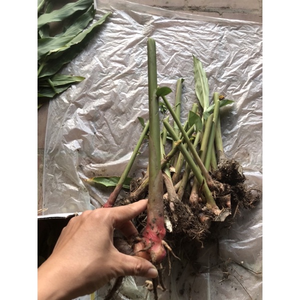 Combo 20 cây bạch yến