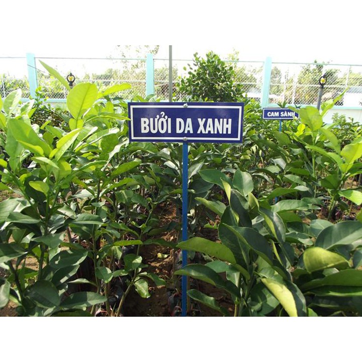 Cây bưởi da xanh bến tre