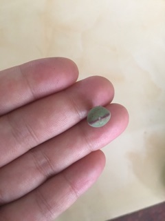 Cây conophytum var.elishae