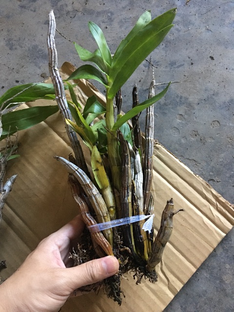 1 bó Lan báo hỷ 200g