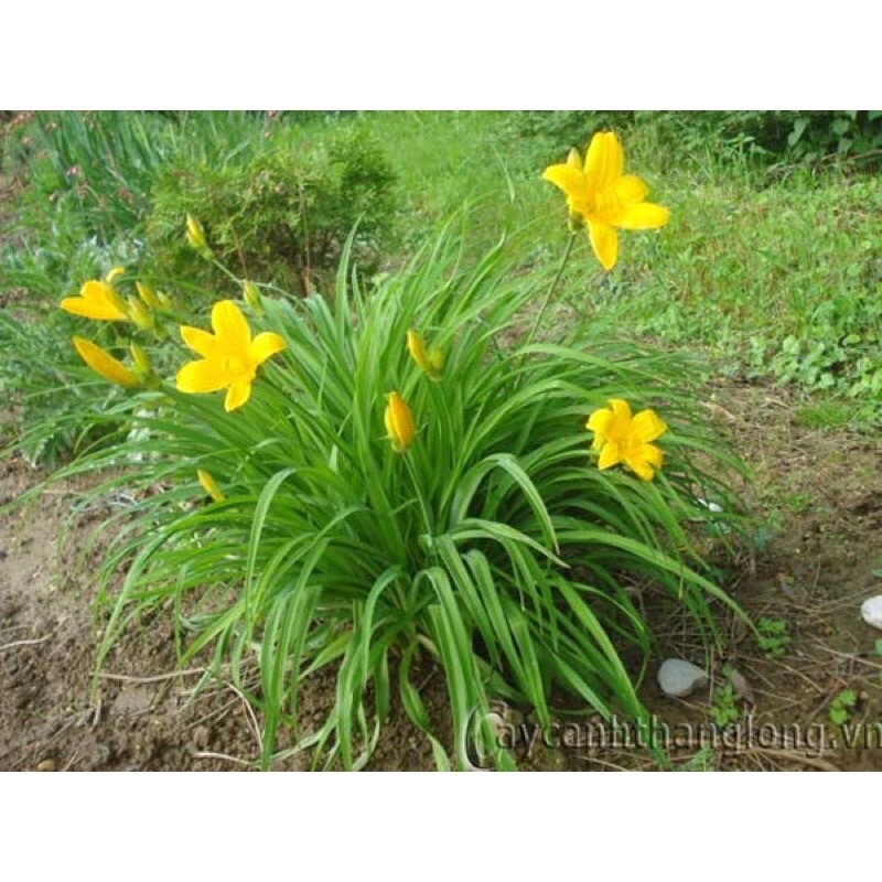 Củ hoa hiên sỉ 4k