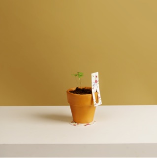 Kit Trồng Cây Mini - Cây Húng Quế | Plant Kit - Basil
