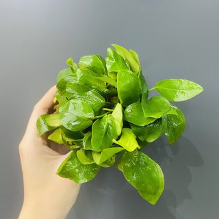 Cây Ráy Lá Vàng(Anubias barteri “Golden nana”)