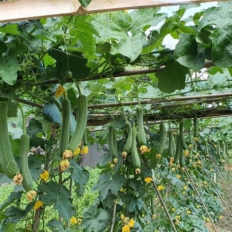 Hạt Giống Mướp Hương Quả Ngắn Thái Lan