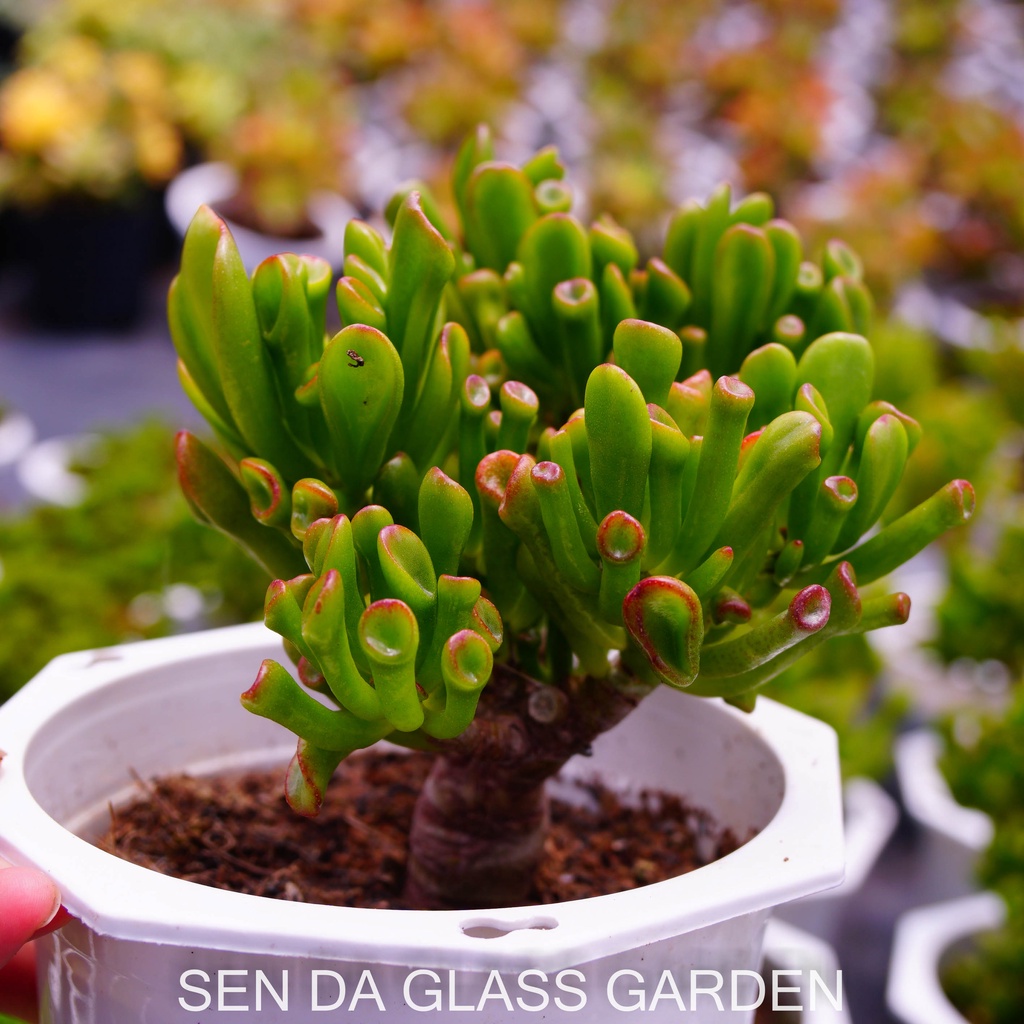 Sen đá ống điếu Gốc thụ chậu lớn 15cm GLASS GARDEN, Bao Khỏe, Thuần khí hậu Đà Lạt