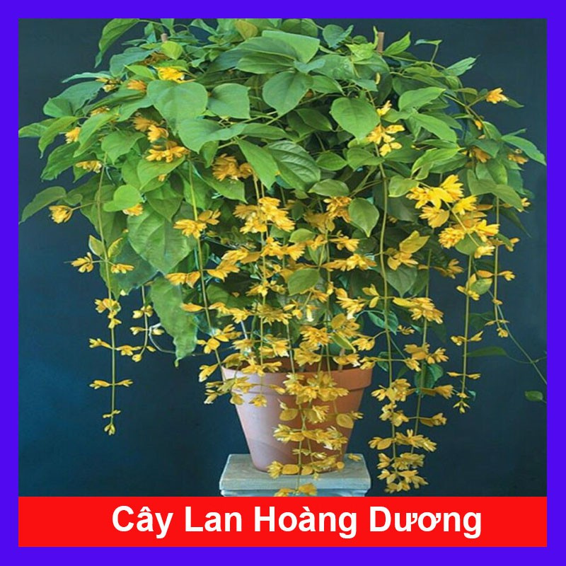 Caykiengsadec - Lan Hoàng Dương Chuỗi ngọc hoa vàng - Cây cảnh sân vườn