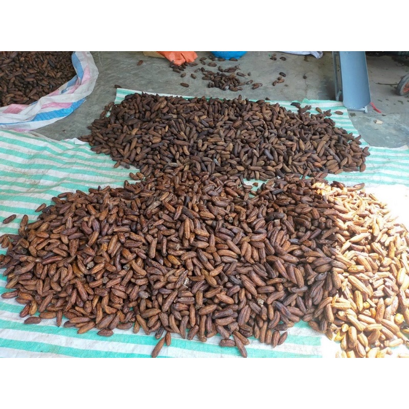Chuối Hột Rừng Lai Châu [ Giá Huỷ Diệt 1kg chuối mật ]