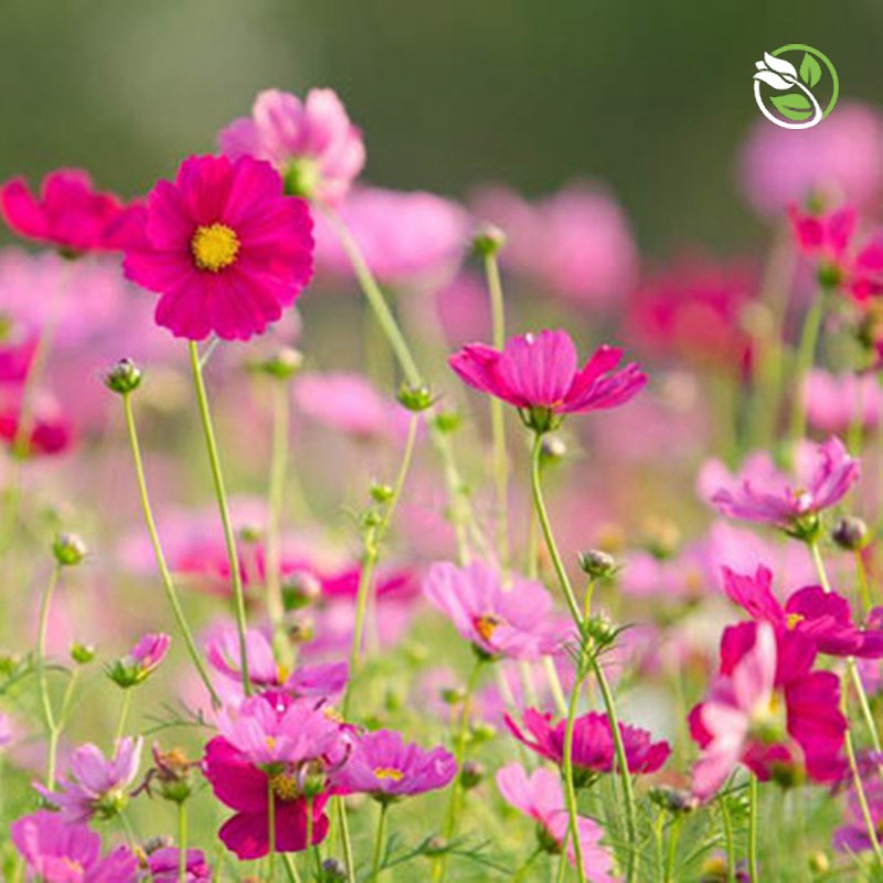 Hạt Giống Hoa Sao Nhái Kép Mix 518 Phú Nông - Gói 20 hạt - Cosmos Sulpherous