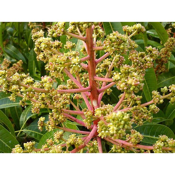 PACLOBUTRAZOL20%  Tạo mầm, Kích Hoa Gói 1Kg