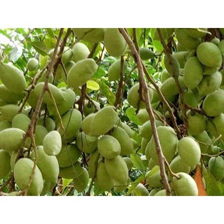 Cây giống Cà Na Thái