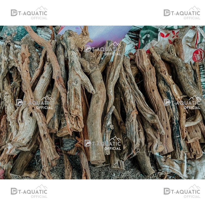 Lũa Linh Sam Thẳng - (1kg) Dùng Để Setup Bể Thủy Sinh, Layout Phong Cách Rừng Cực Đẹp và Tự Nhiên