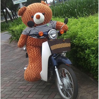 Gấu bông teddy