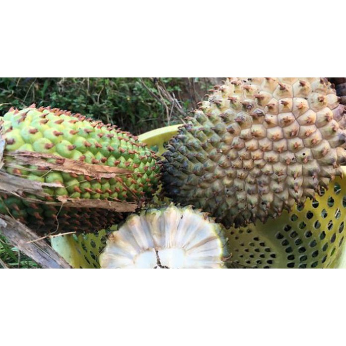 1Kg Quả Dứa Rừng [Hàng Chuẩn]