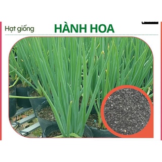Hạt giống hành hoa, hạt giống hành lá
