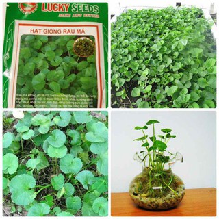 Hạt giống rau má 1gram