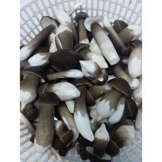 Nấm mối đen sấy khô 100gram