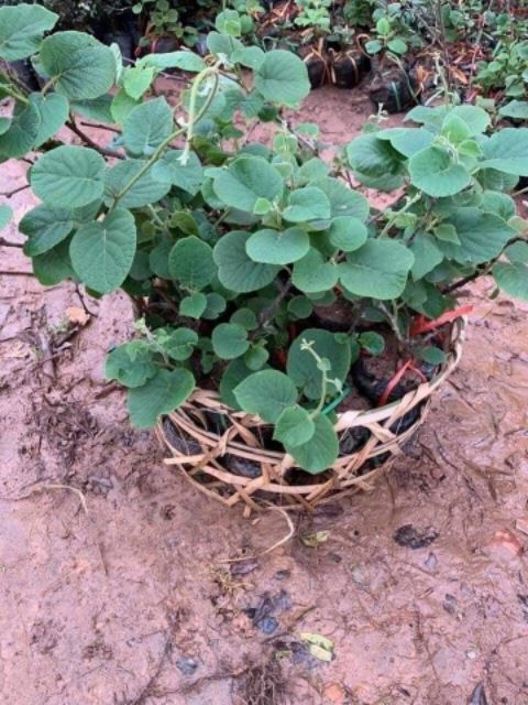 Cây giống kiwi 6 tháng ra quả