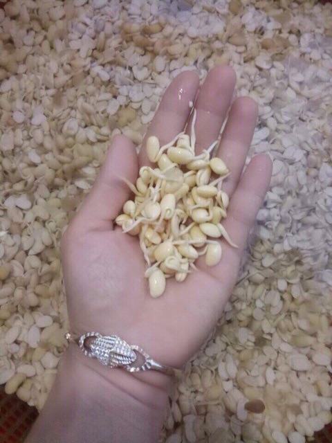 0,5kg mầm đậu nành nguyên sơ nhà làm thơm ngon, bổ dưỡng