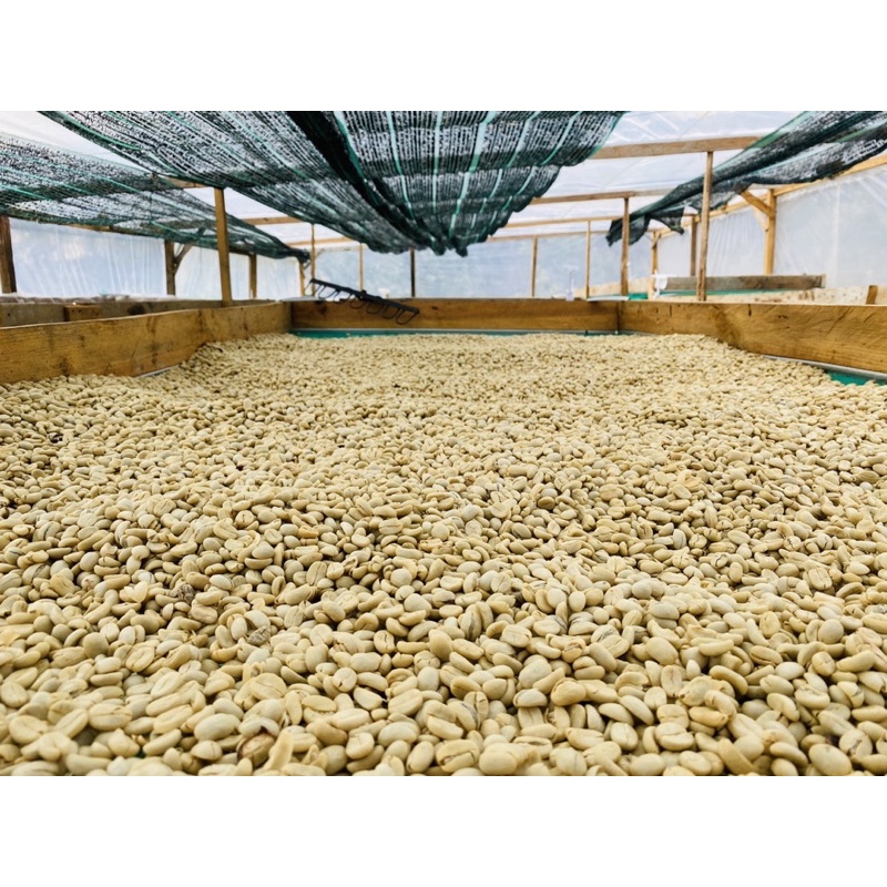 Cà phê nhân xanh Arabica Cầu Đất Đà Lạt / 500gr
