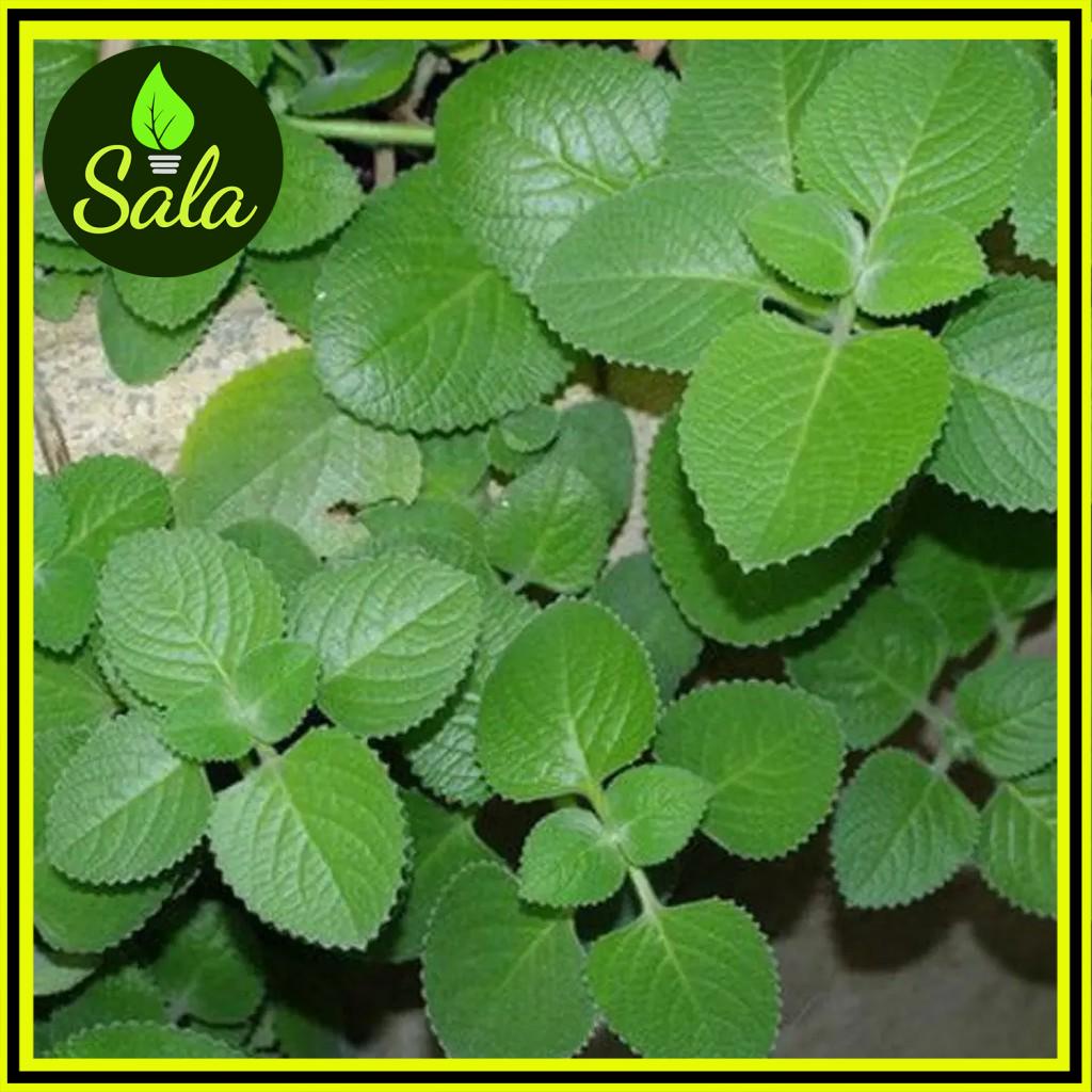 CÂY RAU TẦN DẦY LÁ, CÂY HÚNG CHANH | Shopee Việt Nam