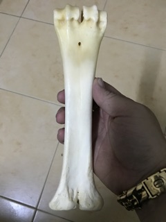 XƯƠNG ỐNG BÒ CHO CHÓ