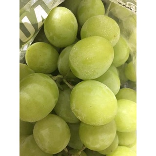 CÂY GIỐNG NHO SỮA ( CÂY GHÉP SIÊU SỚM)