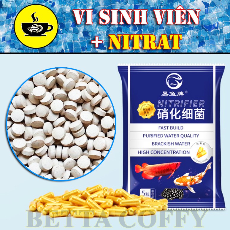 Vi sinh viên trắng khử độc Nitrat hóa - Làm trong nước bể cá