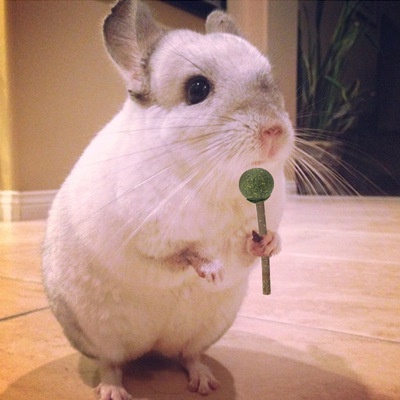 Kẹo mút ngũ cốc cho Hamster,  thỏ, sóc, chinchillas, chuột lang