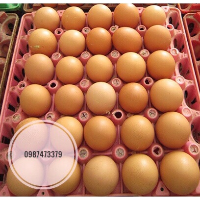 Trứng gà, trứng vịt tươi, mới, ngon hàng ngày