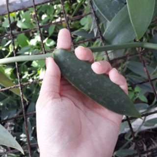 CÂY GIỐNG LAN VANI