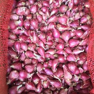 Hành tím lý sơn