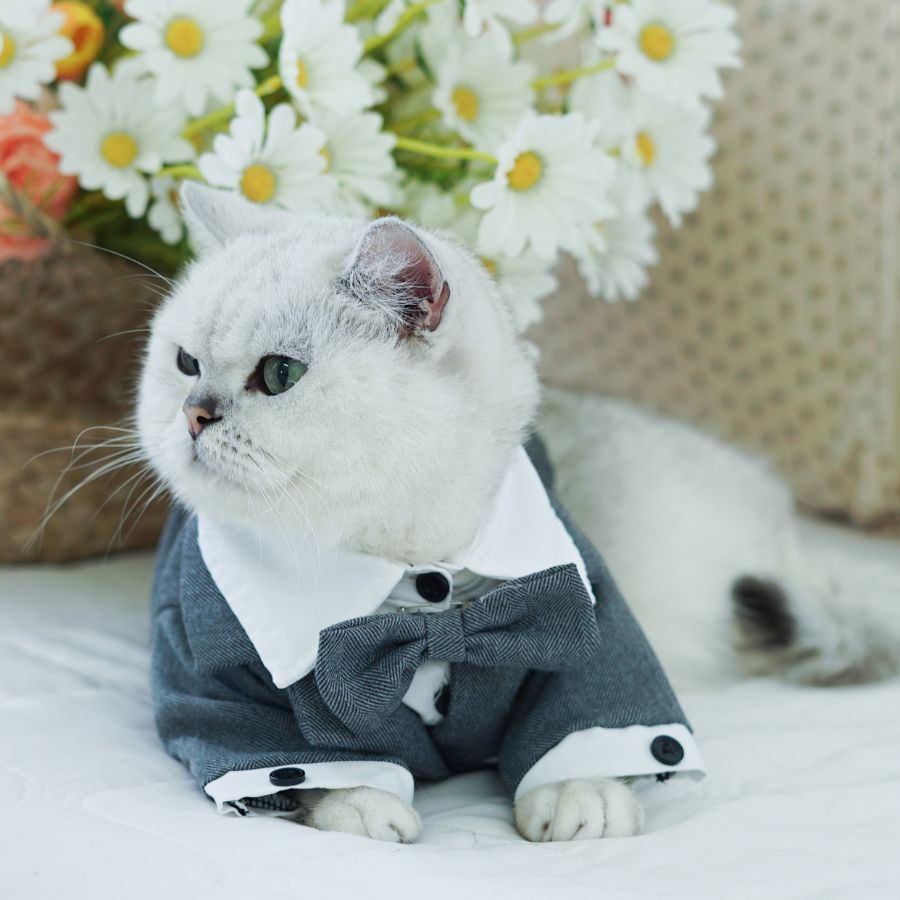 Áo vest chó mèo thú cưng tuxedo