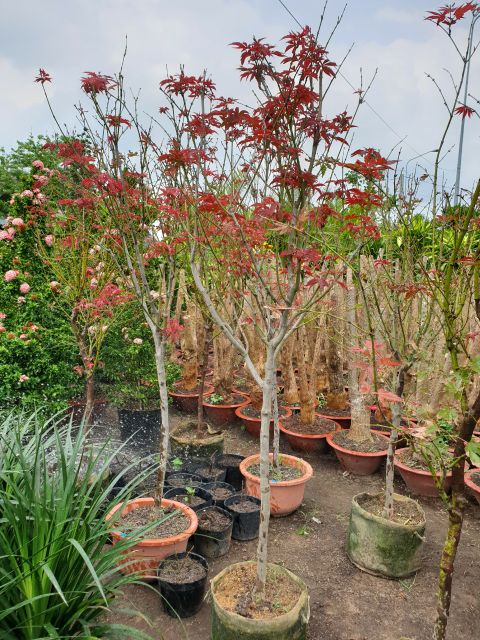 Phong lá Đỏ☆☆☆☆☆