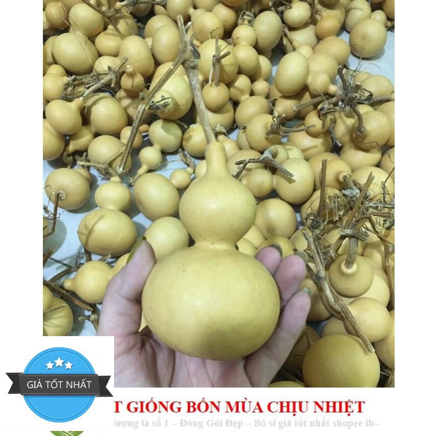 Hạt Giống Bầu Hồ Lô - Mini Siêu Kute (Lagenaria siceraria) 5 hạt ĐẾN MÙA TRỒNG TẾT