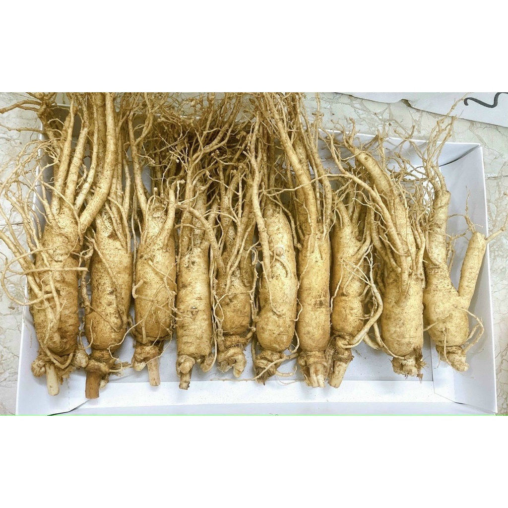 Sâm tươi Hàn loại 10 củ 1kg - thượng phẩm đại bổ