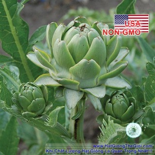 100GR 1700.HẠT Hạt Giống Atisô Globe (| C50*W23)