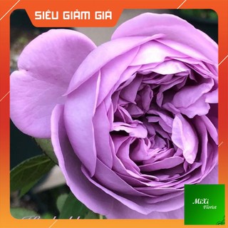 Cây Hoa hồng Ngoại Tím Kinda Blue, Mệnh Danh Nàng thơ tím, Hoa Hồng Tím Mang Vẻ Đẹp Của Sự Thủy Chung
