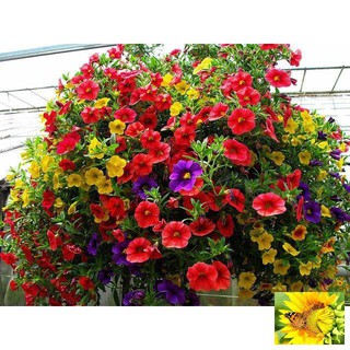 Gói 50 Hạt giống hoa triệu chuông