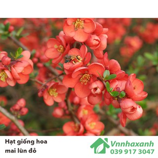 Hạt Giống Hoa Mai Lùn Đỏ