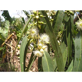 Hạt giống cây bạch đàn trắng gói 50gram ( CHHG )