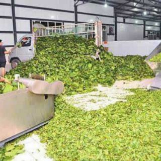Bột lá nhuộm tóc thảo dược ogatic