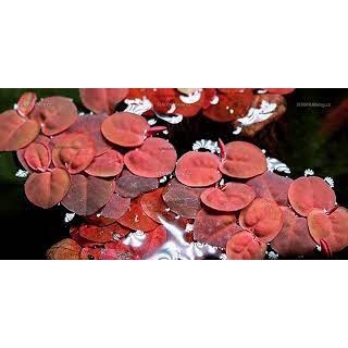 1 Phần bèo rễ đỏ thuỷ sinh - cây thủy sinh trang trí bể cá - Phyllanthus Fluitans